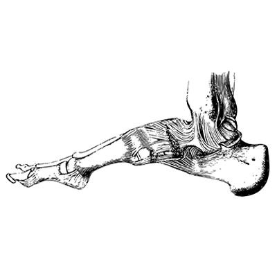 The bones are fastened together kept in place and their movements limited by tough, vintage line drawing or engraving illustration.
